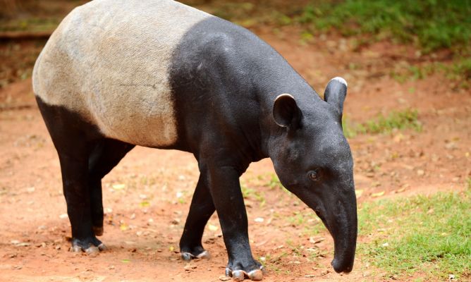 Un animal con una gran y antigua historia. El Tapire Malayo - Animales