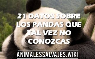 21 DATOS SOBRE LOS PANDAS QUE TAL VEZ NO CONOZCAS