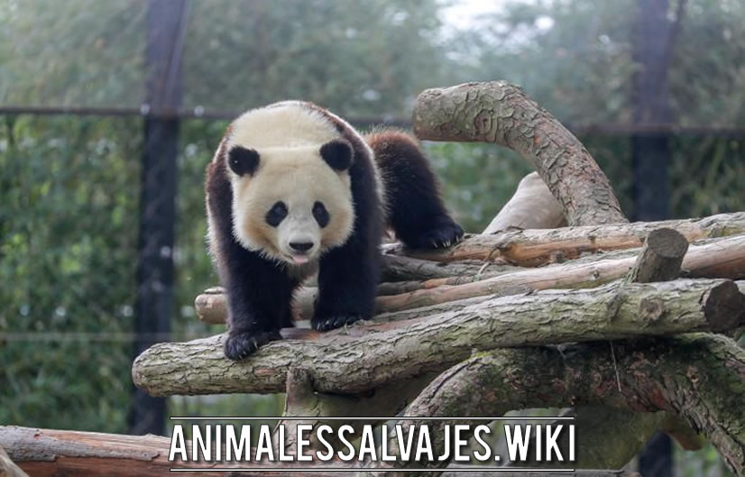 Los mejores sitios para ver pandas en el mundo