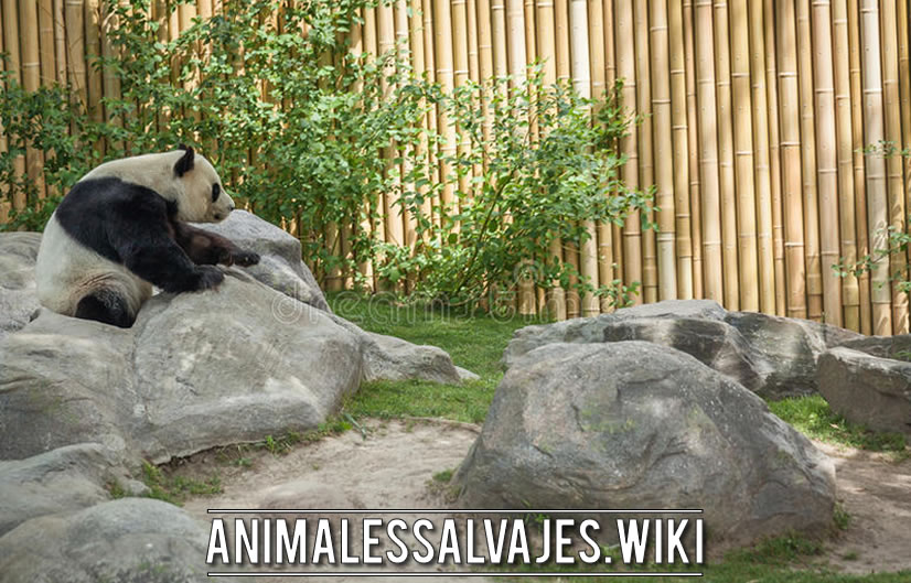 Los mejores sitios para ver pandas en el mundo