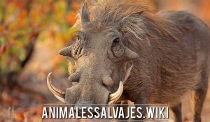 Los animales salvajes más feo, áfrica edición