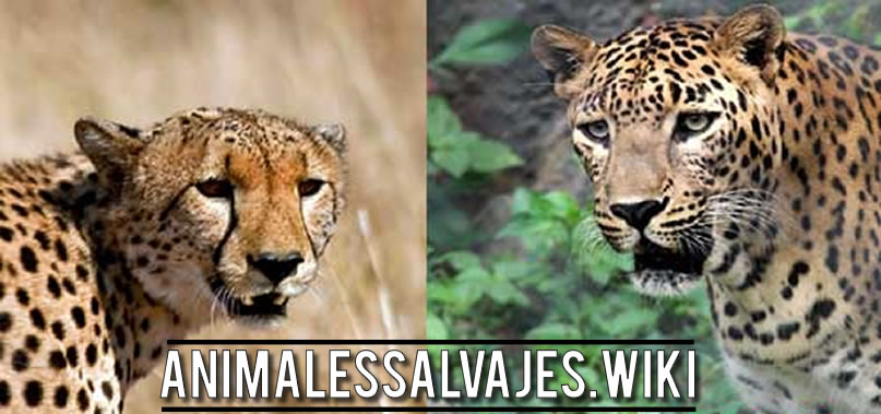 Diferencias entre un Leopardo y guepardo
