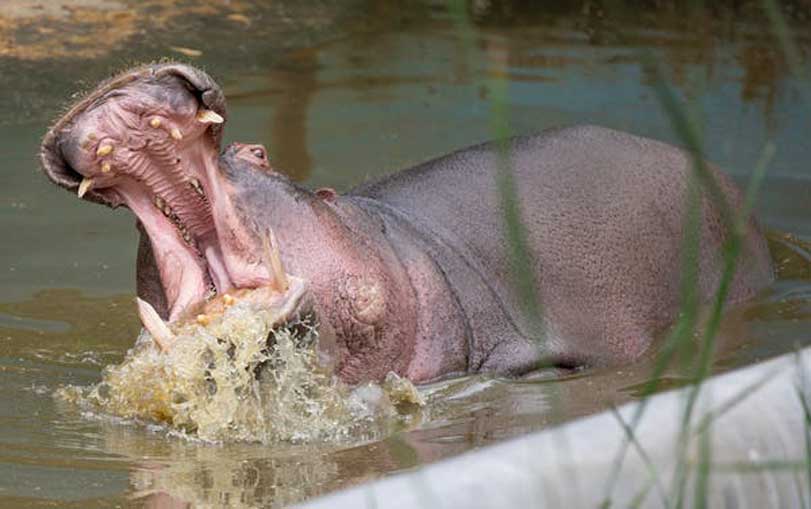 hipopotamo con la boca abierta