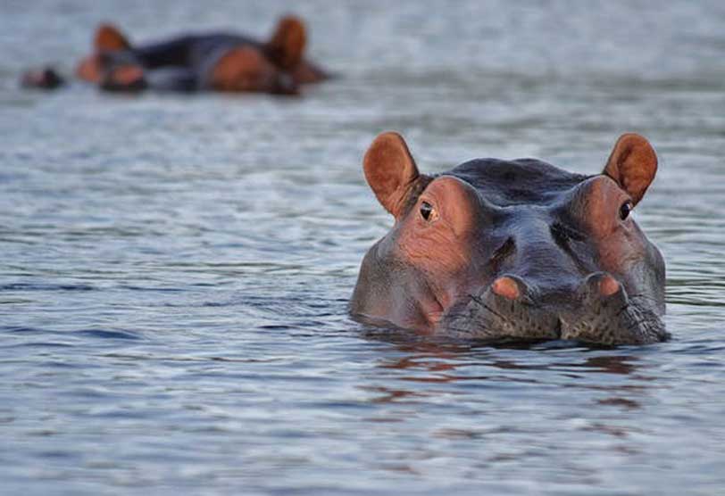 hipopotamo 